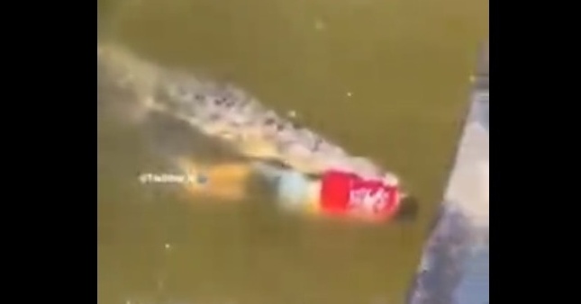کروکودیل یک بازیکن فوتبال را بلعید!