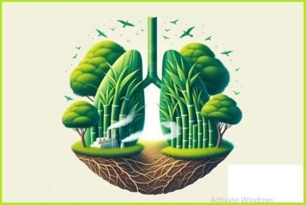 هم‌زیستی نیشکر و درخت، برای آینده‌ای سبز 