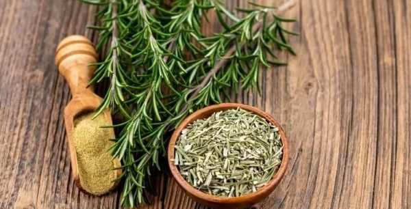 ۴ گیاه که پشه‌ها را فراری می دهند!