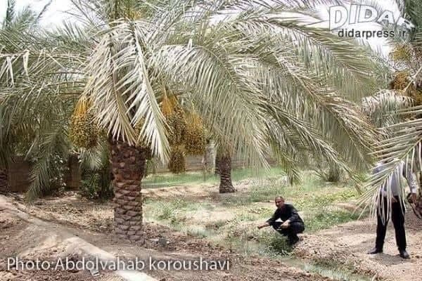 استاندار خوزستان آب را ول کرد!؟