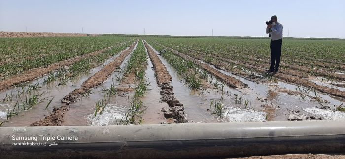 لحظهای از آبیاری و رشد مزارع نیشکر؛ جایی که توسعه از دل خاک آغاز میشود لحظهای از آبیاری و رشد مزارع نیشکر؛ جایی که توسعه از دل خاک آغاز میشود